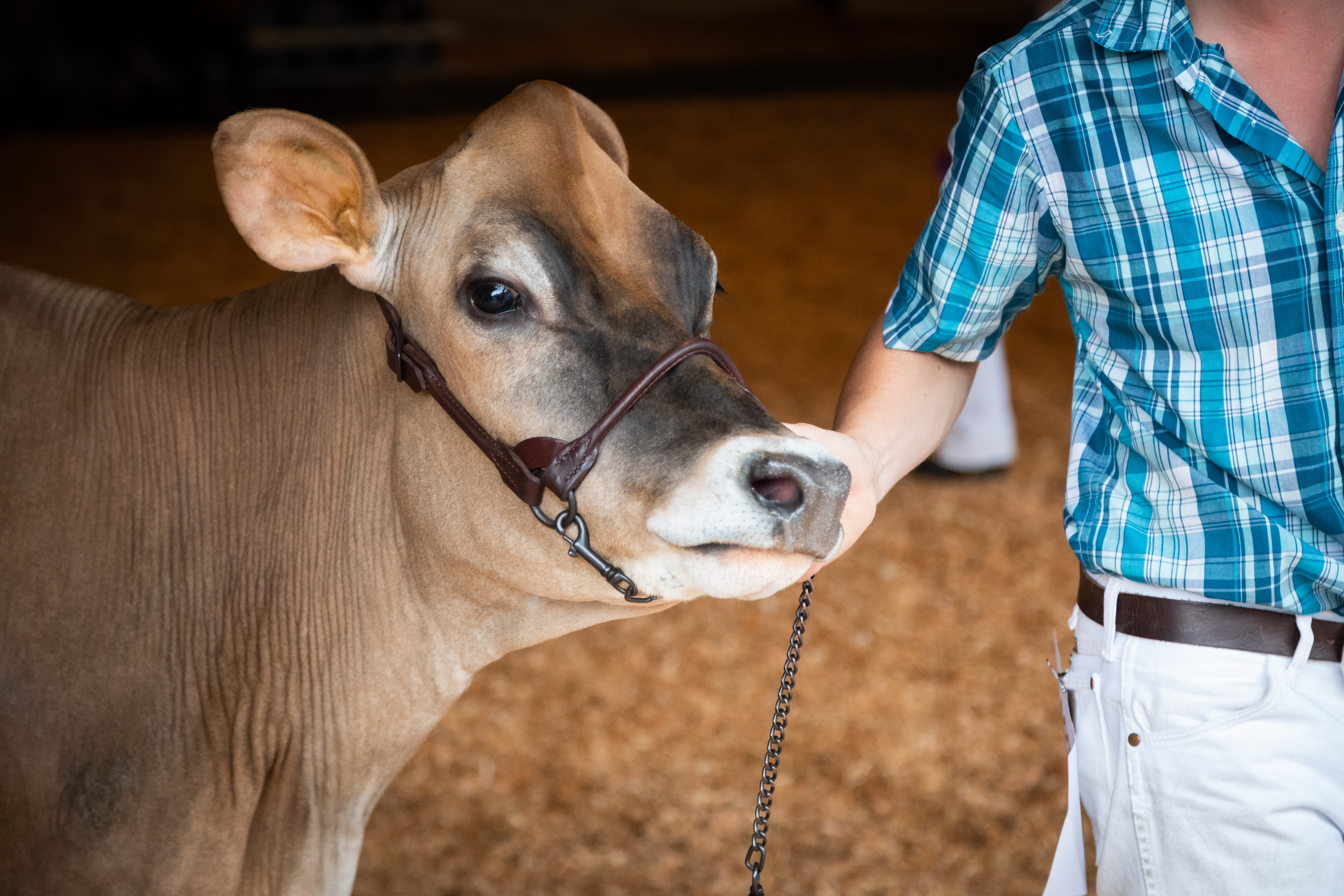 Young man with cow on lead