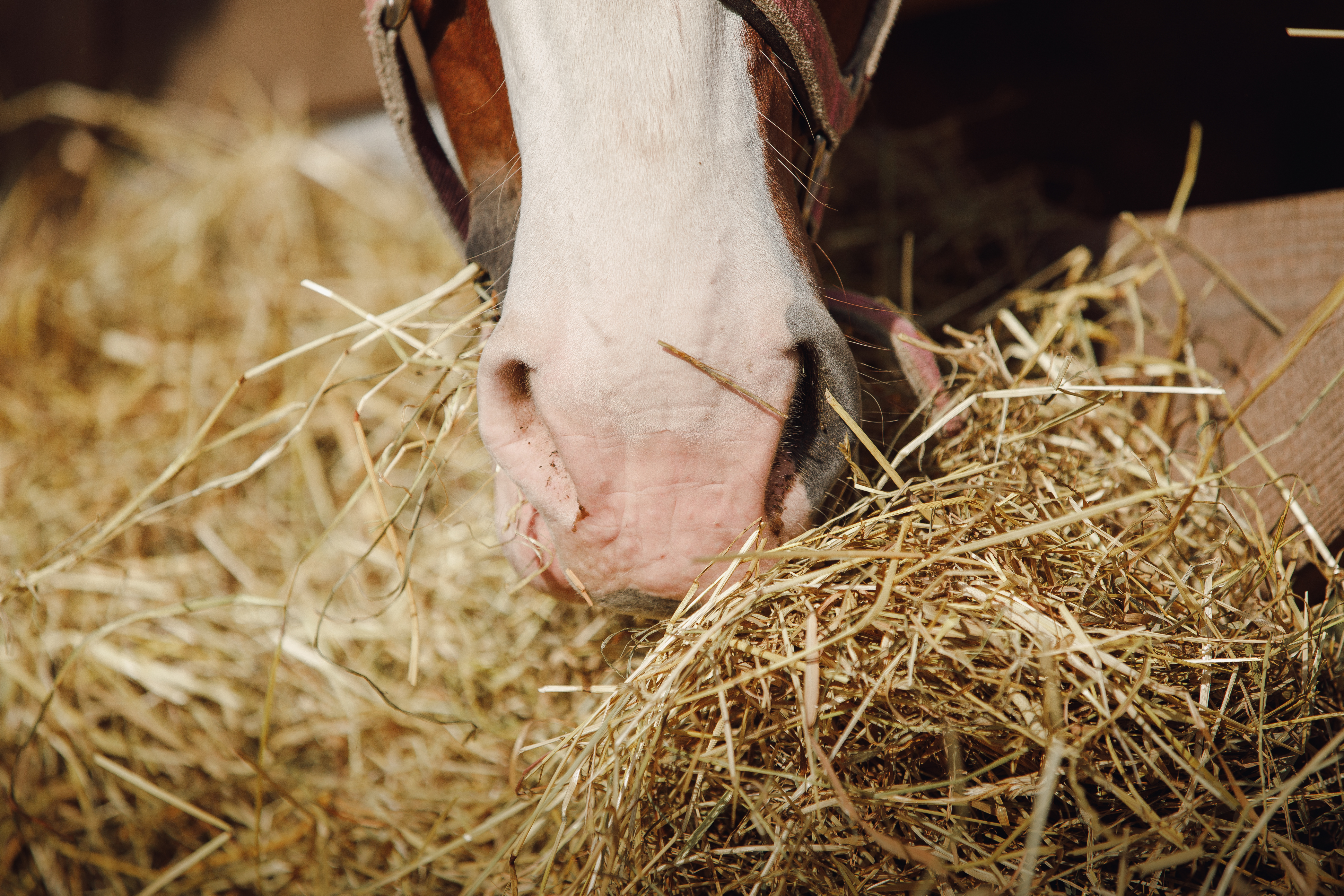 Horse eating hay 