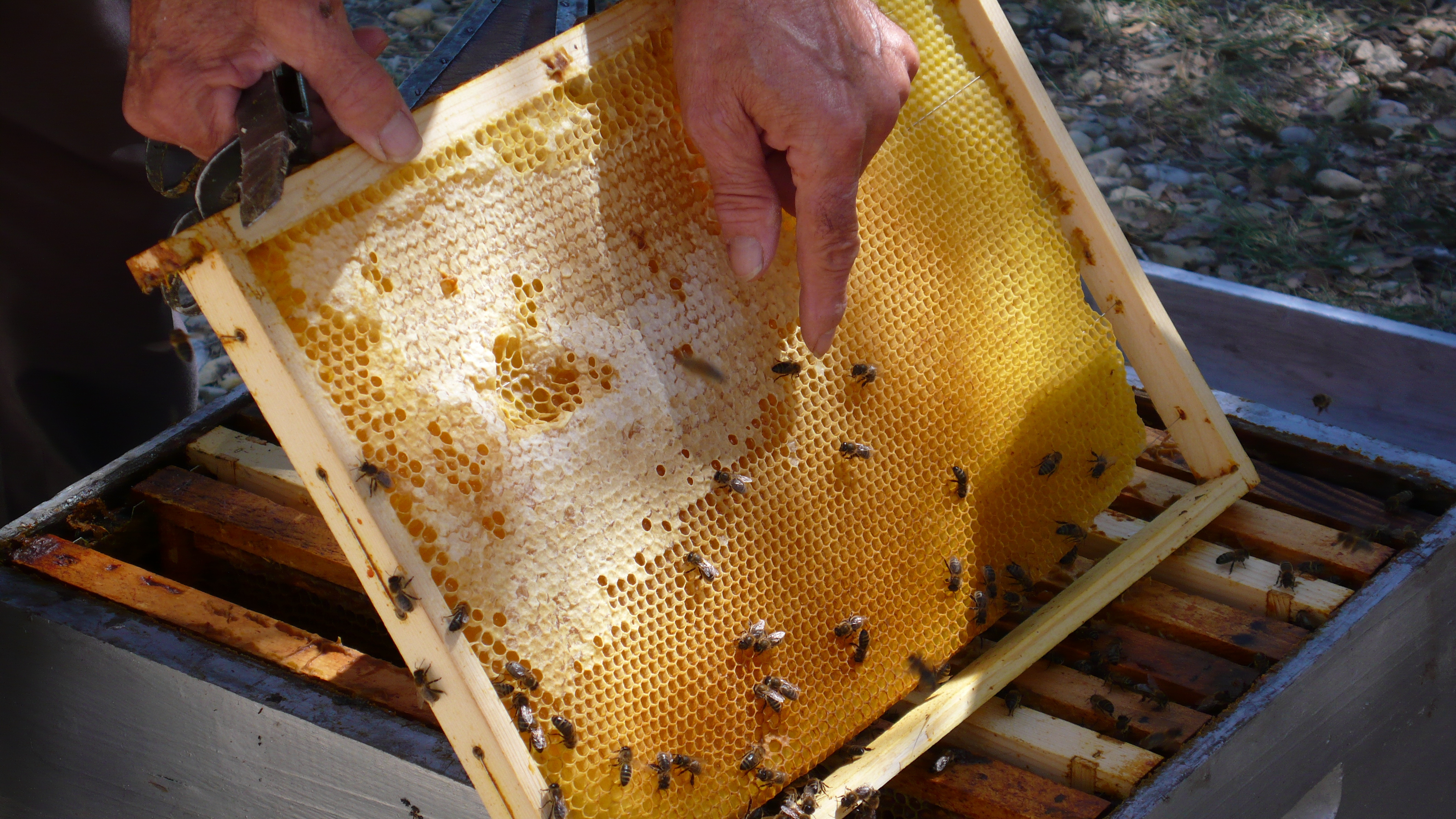 bee hive frame 