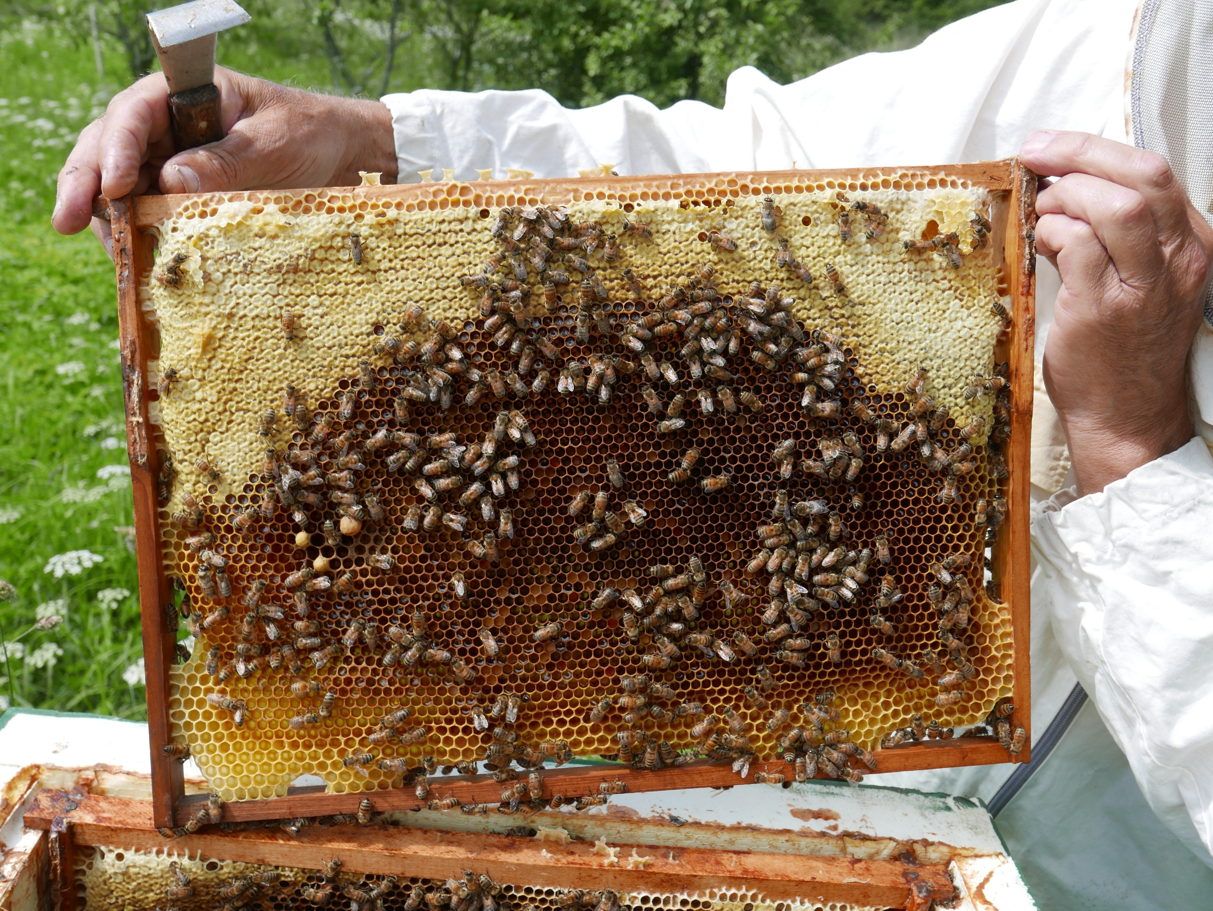 Bee's on a hive frame 