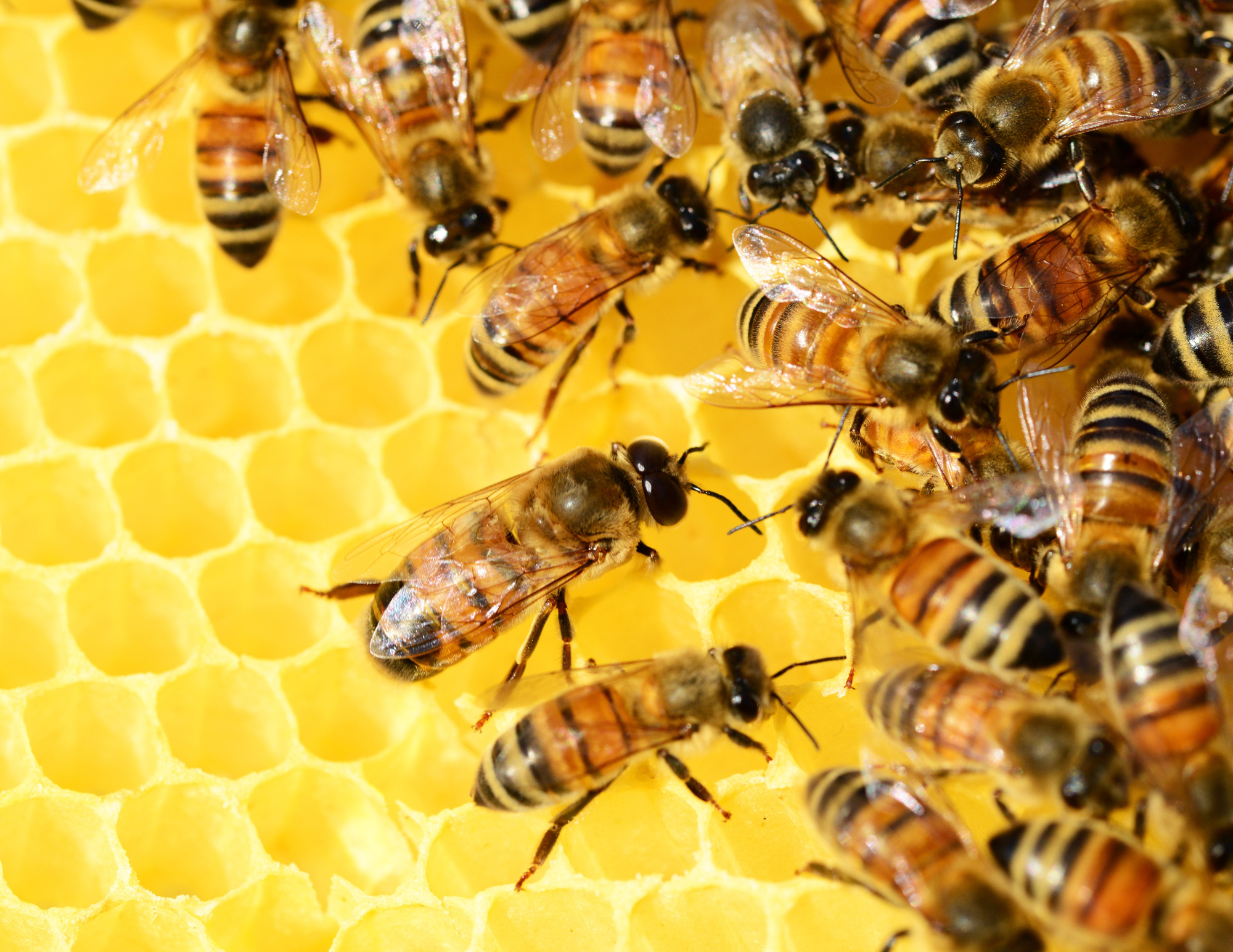 Bees on honeycomb