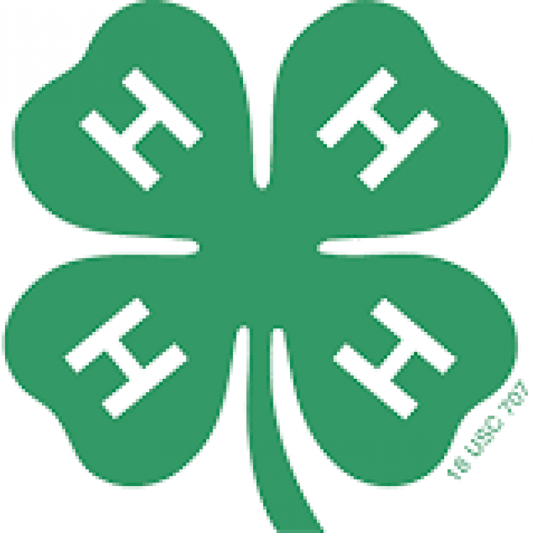  4-H