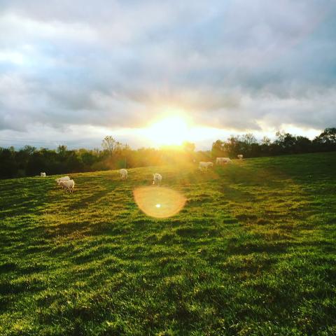 sun over field